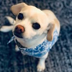 Elvis Cooper - @k9elvislives - Instagram