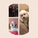 Elvis,Cooper&Maggie - @e_c_m_doggies - Instagram