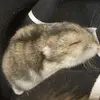 🐹 - @pearl_elvis_cooper - TikTok