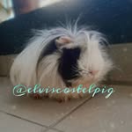 🩵Em memória de Elvis o pig charmoso🩵 - @elviscostelpig - Instagram