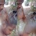 Elvis Gordon - Facebook