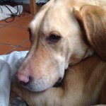 Elvis Thildes Hund - @elvis_hansen - Instagram