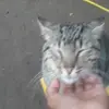 jhansenelvis - @jhansenelvis - TikTok