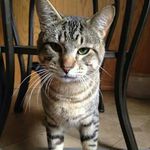 elvis kevin hartly - @elvishartly - Instagram