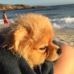 Elvis Jacob - @elvis.thedog - Instagram
