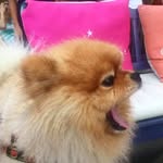 Elvis Jacob - @elvis.thedog.jacob - Instagram