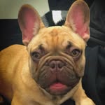 Elvisthefrenchbulldog - @elvis_king_barker - Instagram