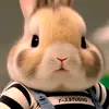 Elvis  Li - @elvis.li1 - TikTok