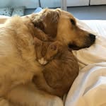 Miles Davis & Elvis - @milesandelvis - Instagram