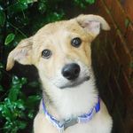 Elvis Hawes-Moore - @elvis_lvthedog - Instagram