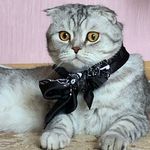 Elvis Moore🐱 - @elvis__meow - Instagram