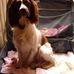 Ollie Elvis Bonkers Naylor - Facebook