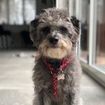 Elvis Nelson Simpson Duckworth - @elvis.duckworth - Instagram