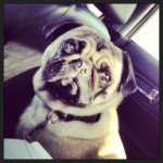 Elvis Adam Nicholson - @elvisadamnicholson - Instagram