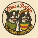 Elvis & Pablo - @elvisandpablo_thebostonterrier - Instagram