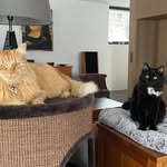 Elvis & Pablo - @elvisandpablocats - Instagram