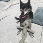 Elvis Pace - @pace.elvis - Instagram
