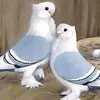 Patrick Elvis - @patrick.elvis2 - TikTok