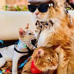 Elvis Paul e Michael - @elvis_paul_michael_osgatoes - Instagram