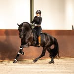 𝑬𝒍𝒗𝒊𝒔 𝑷𝒓𝒆𝒔𝒍𝒆𝒚! - @elvis_presley_friesianhorse - Instagram