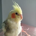 Elvis.presley - @elvis.elvispresley - Instagram
