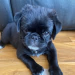 Elvis - @elvis_pugalier - Instagram