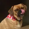 Elvis!!! - @elvispugalier - TikTok