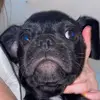 Elvis - @elvisthepugalier - TikTok