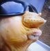Elvis Rocha - Facebook