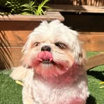 𝗘𝗟𝗩𝗜𝗦♂🥩 - @elvis_yerushalmi - Instagram