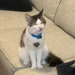 Elvis Stokes - @elvis_de_cat - Instagram