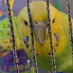 ELVIS - @elviswalliker - Instagram