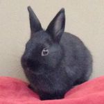 Elvis Ward - @elvis_the_bun - Instagram