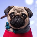 🐾 Elvis the Pug 🐾 - @elvis_williamson_puglife - Instagram