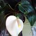 Elvis Williamson - Facebook