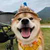 Elvis - @elvisyu2 - TikTok