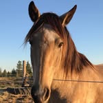 Grace & Elyssa - @elyssa_grace_horse - Instagram