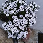 Ema Rodrigues - @ema.rodrigues.14 - Instagram