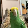 emanuelalfaro69 - @emanuel.alfaro059 - TikTok
