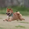 柴犬ロックちゃんねる。_dm - @clifemanuelcook8 - TikTok