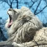 Emanuel Hirschfeld - @emanuelhirschfeld - Instagram