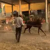 Emanuel☘️🤠🐮🤑🍀🐎📿🧿 - @emanuelmontes83 - TikTok