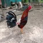 Emanuel Montes - @emanuelmontes236 - Instagram