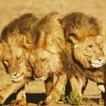 Emanuel Newton - @newton_emanuel - Instagram
