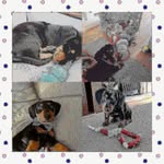 @emanuelrogerscot4638 - Instagram