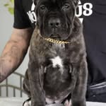 Emanuel Scott - @emanuelscott850 - Instagram