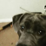 Emanuel Stewart - @emanstew0988 - Instagram