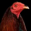 Emanuel tapia - @emanuel.tapia63 - TikTok