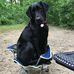 Ember Black Lab - Facebook