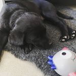 Ember - @ember_blacklab - Instagram
